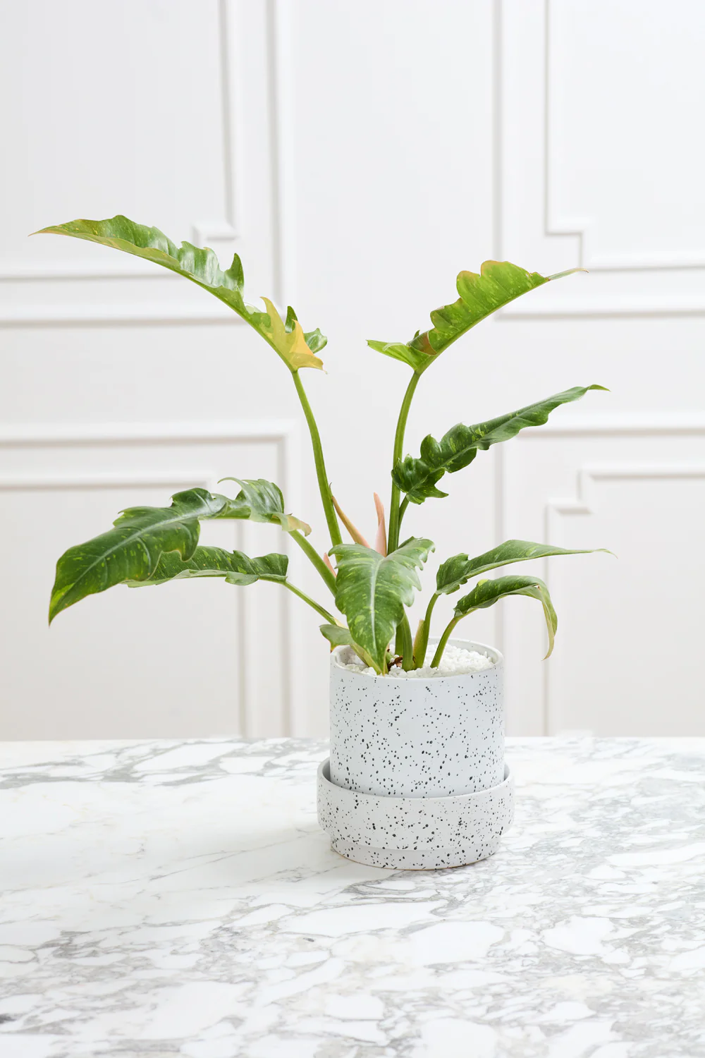 Claxton Pot with Saucer Set of 2 By Accent Decor - Image 17
