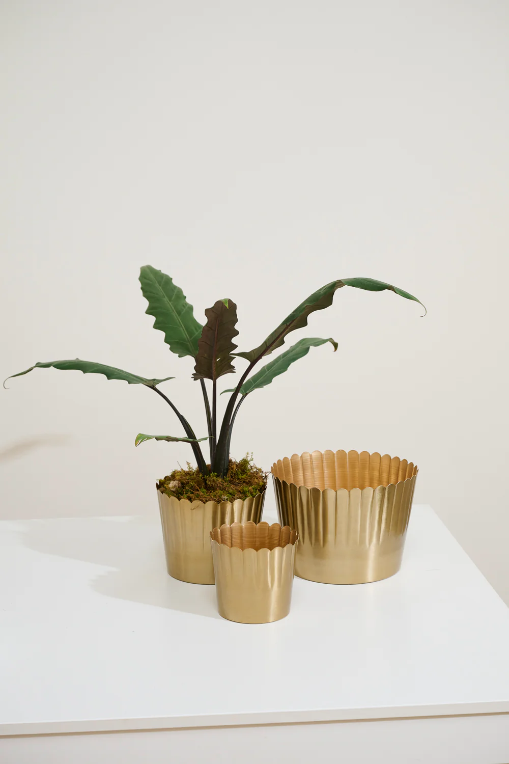 Delicata Pot Set of 8 By Accent Decor - Image 4