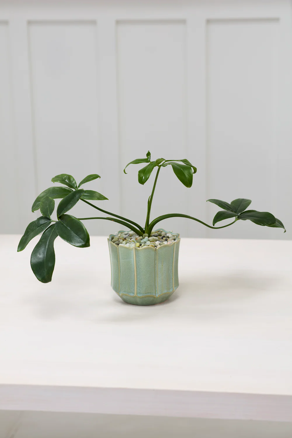 Everleaf Pot Set of 8 By Accent Decor - Image 8
