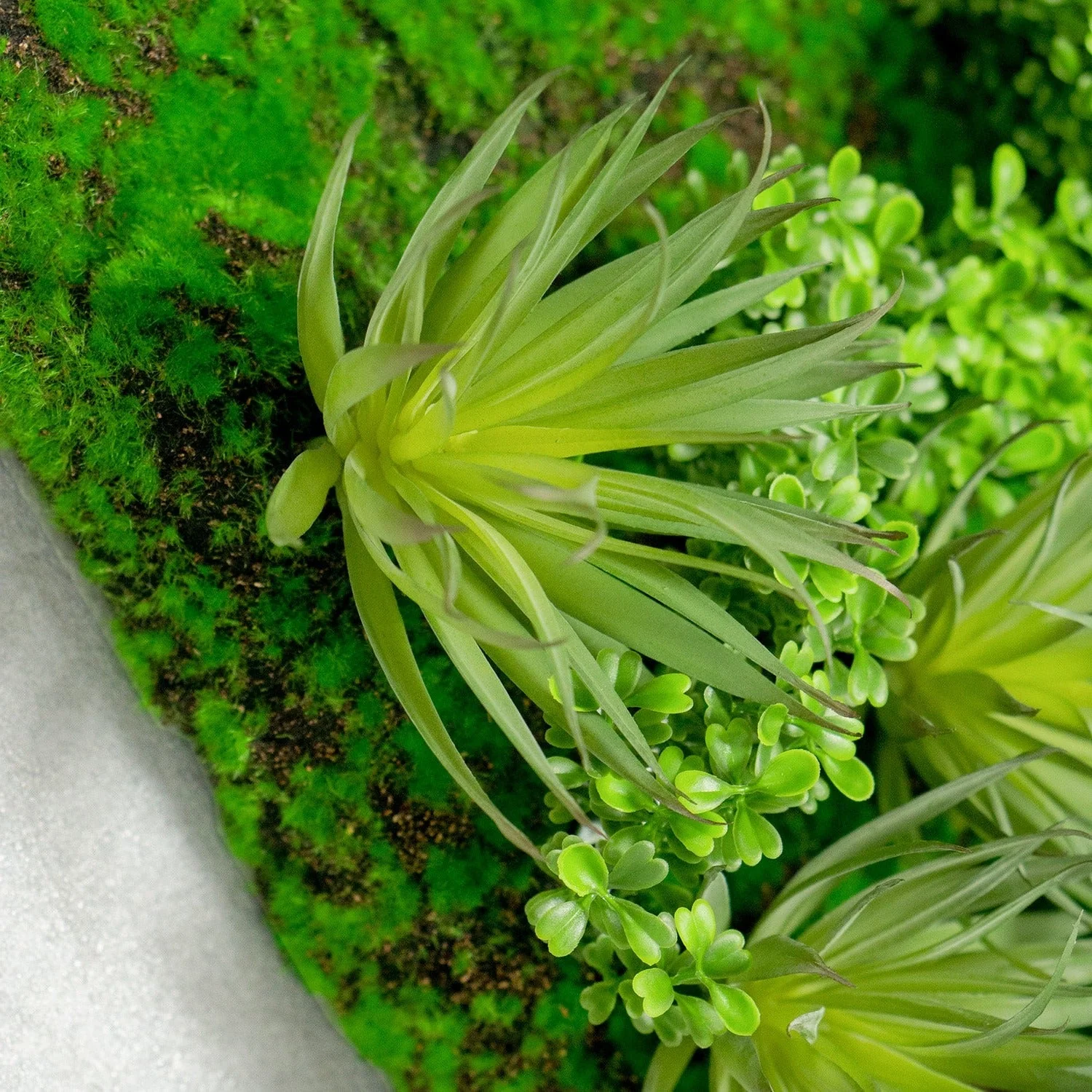 Green Wall, Boxwood & Mini Yucca 24.5"SQ By Gold Leaf - Image 4