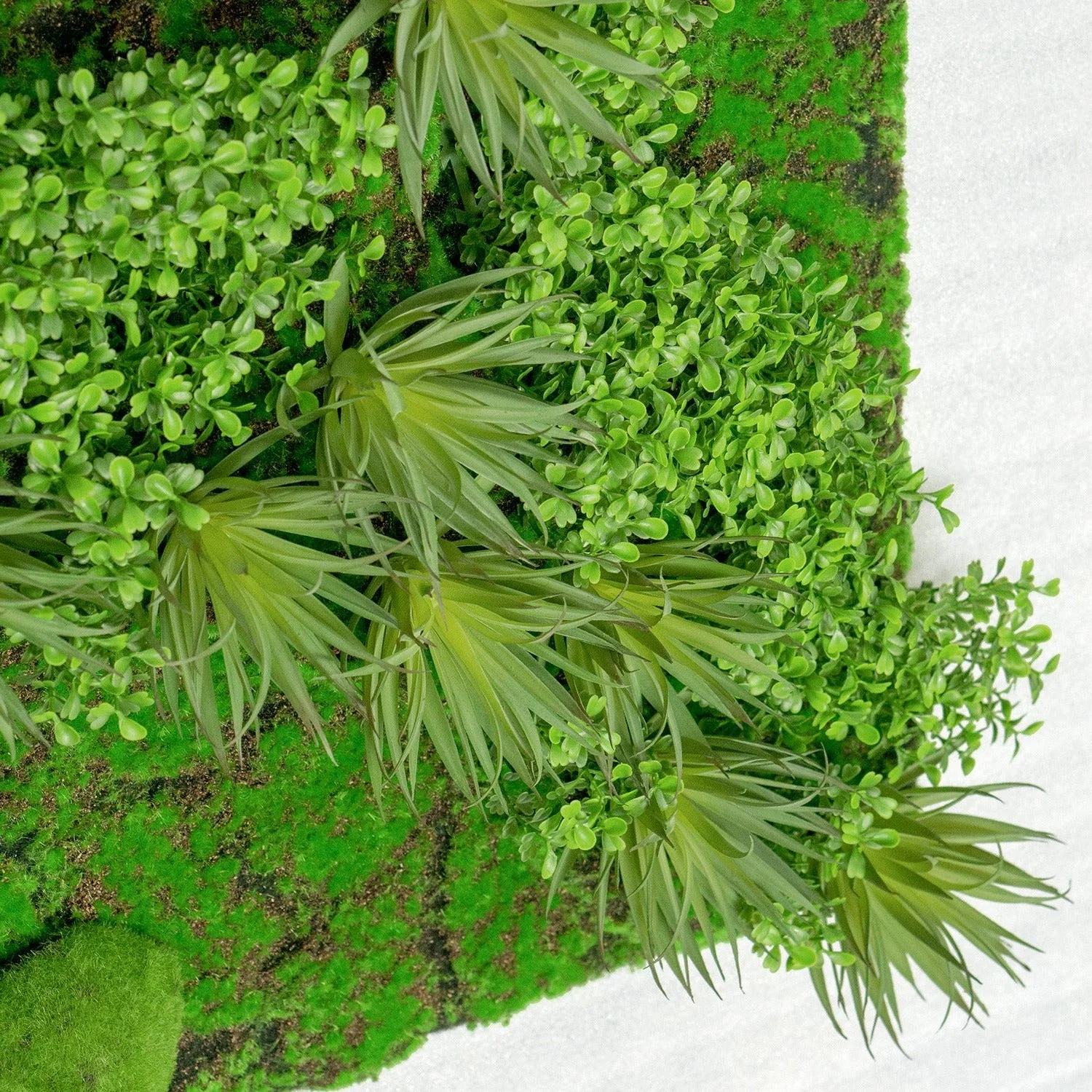 Green Wall, Boxwood & Mini Yucca 49"SQ By Gold Leaf - Image 2