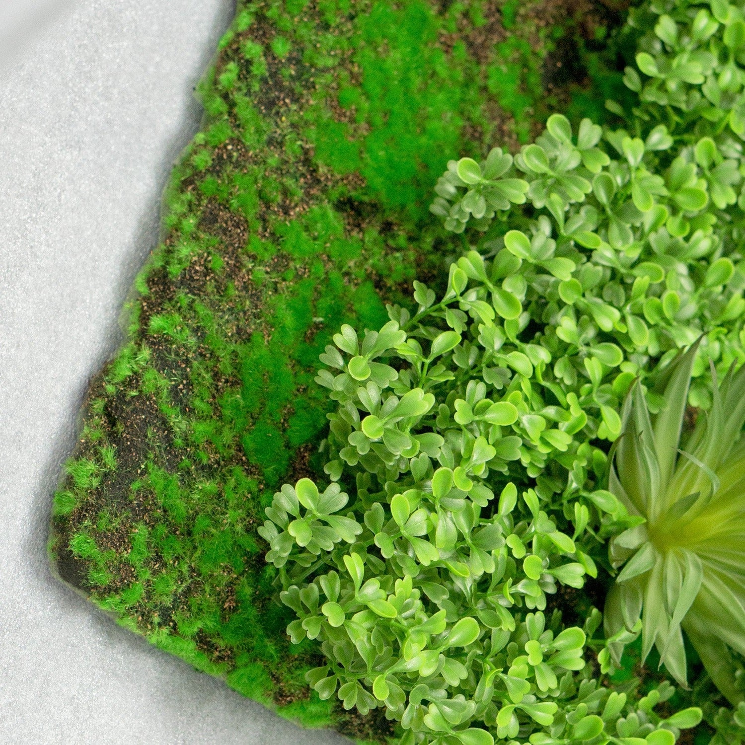 Green Wall, Boxwood & Mini Yucca 49"SQ By Gold Leaf - Image 5