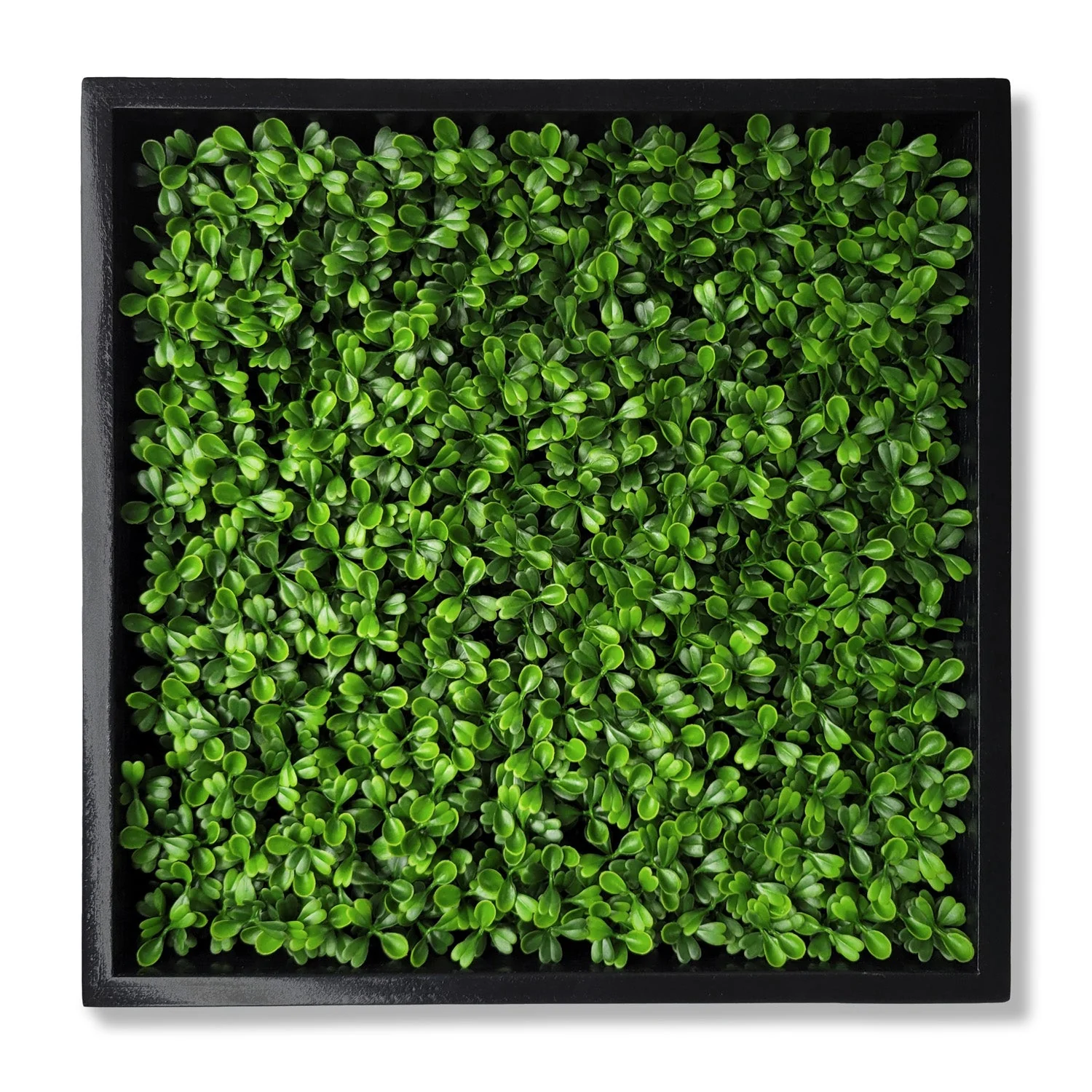 Green Wall, Mini Boxwood 1 By Gold Leaf