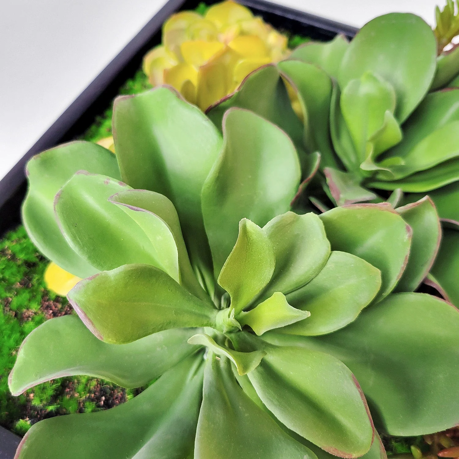 Green Wall, Mini Kalanchoe Mix 1 By Gold Leaf - Image 5