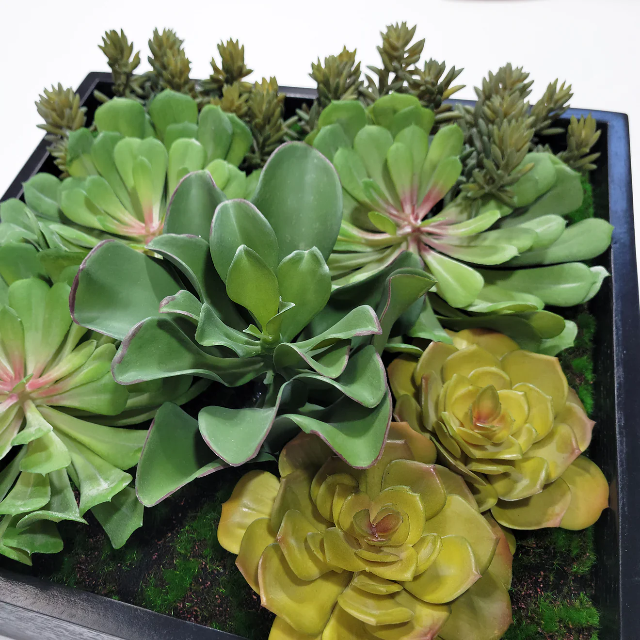Green Wall, Mini Pulidonis & Kalanchoe 2 By Gold Leaf - Image 2