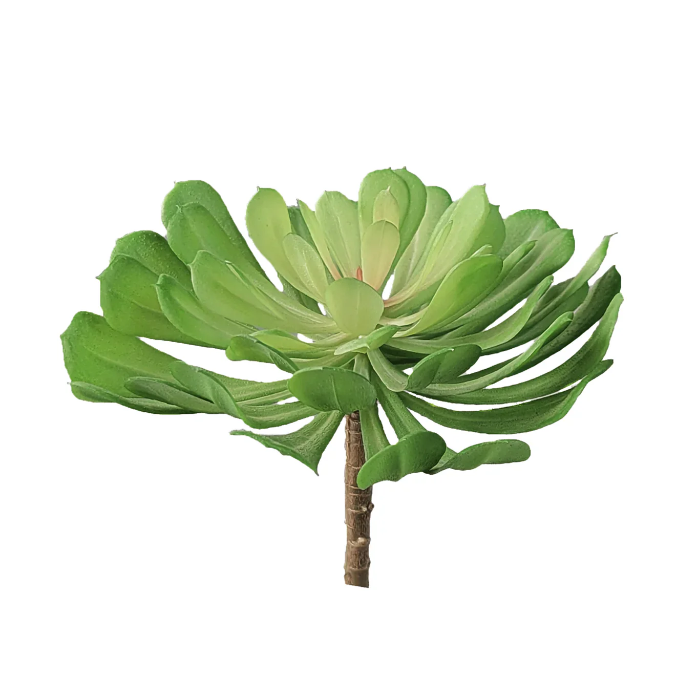 Green Wall, Mini Pulidonis & Kalanchoe 2 By Gold Leaf - Image 8