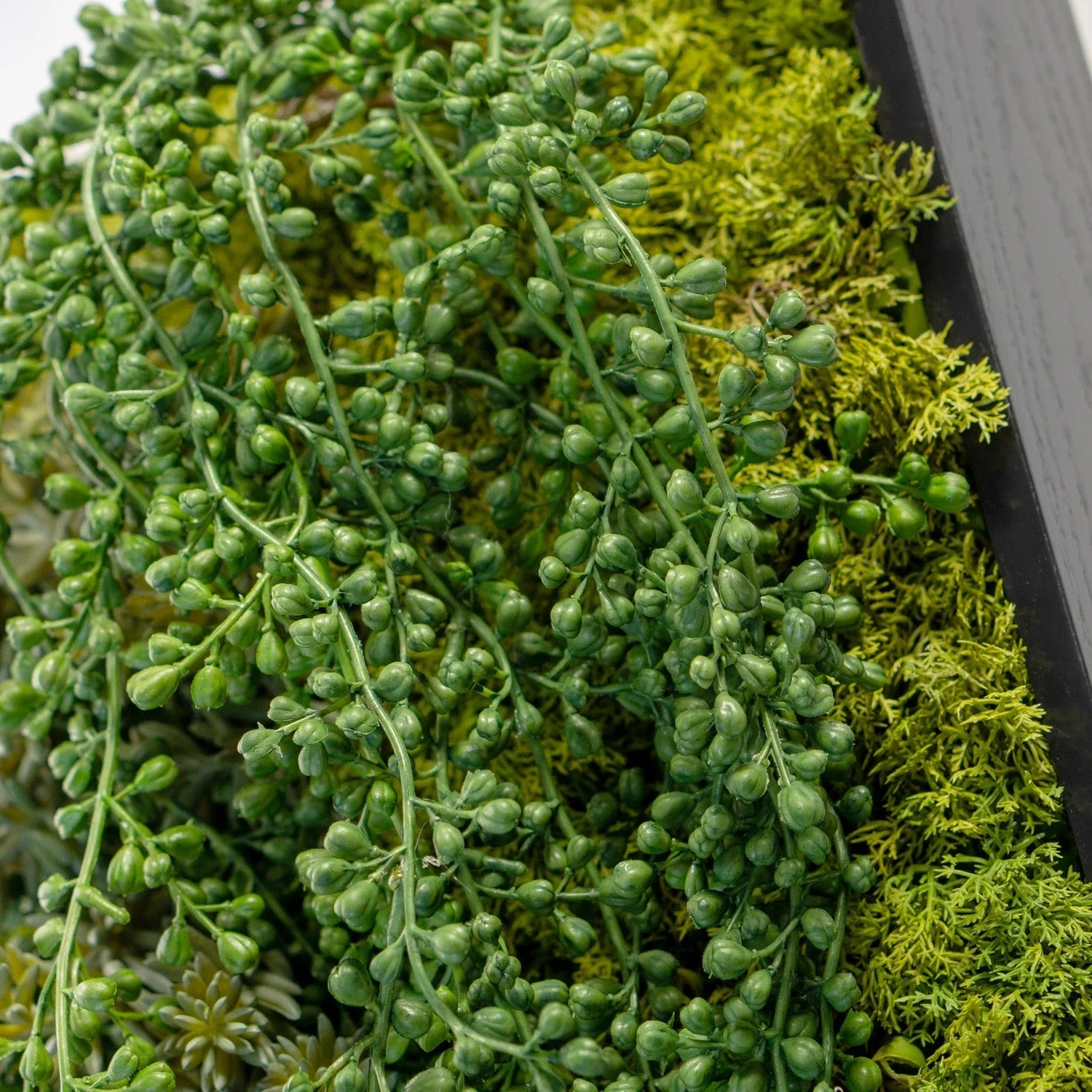 Green Wall, Mini Sedum Album & Pearls By Gold Leaf - Image 3