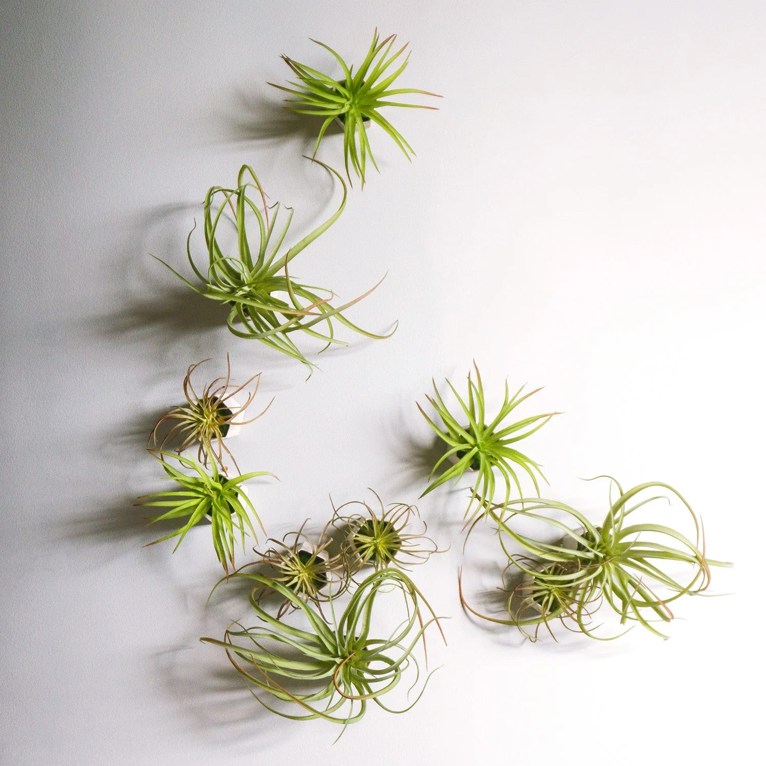 Green Wall Satellite, Wall Play™ Beehive Off-White w/ Air Plants, Set of 10 By Gold Leaf - Image 4