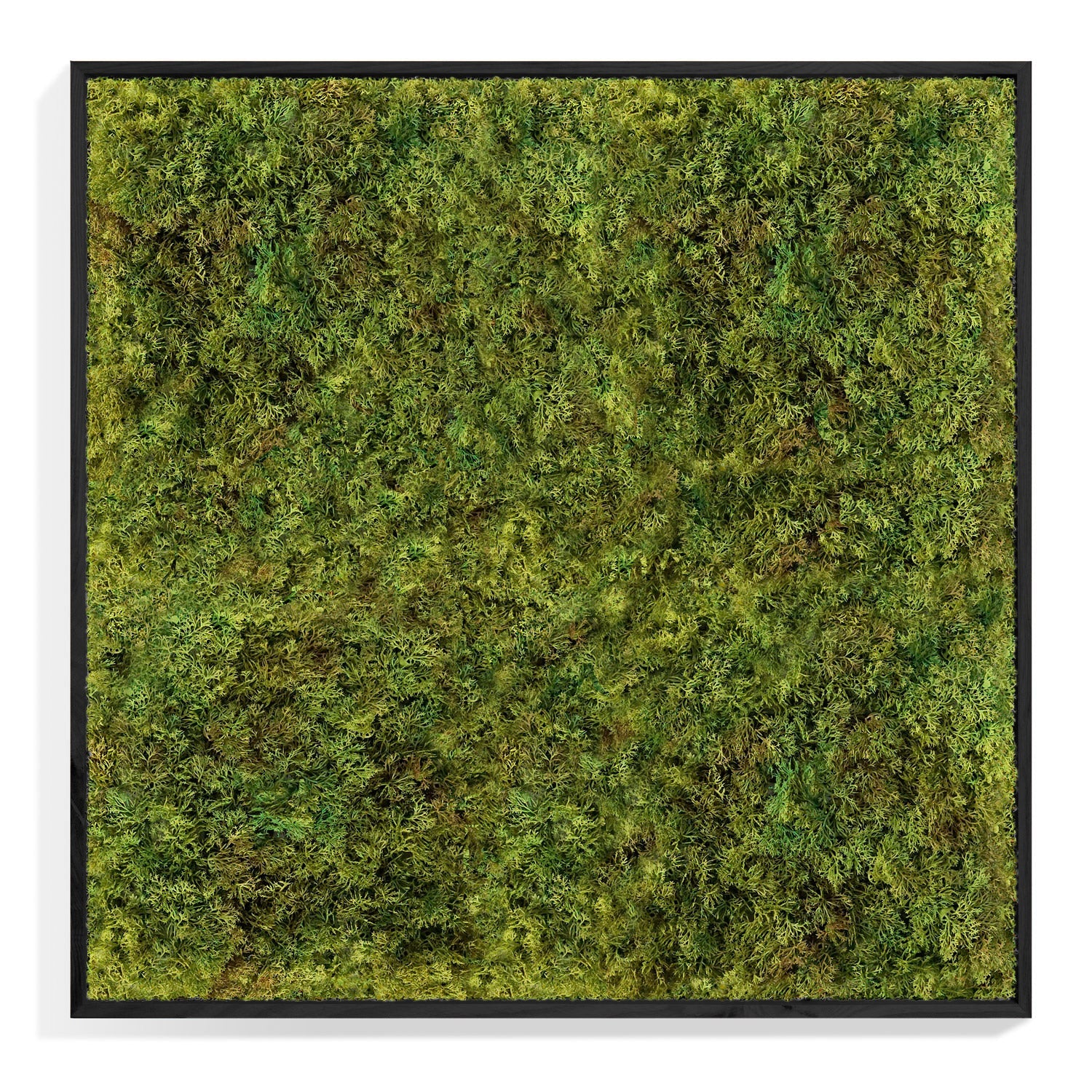 Green Wall, Textured Moss, Black Shadow Box By Gold Leaf