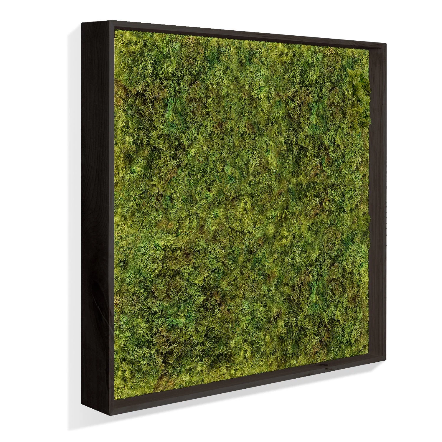 Green Wall, Textured Moss, Black Shadow Box By Gold Leaf - Image 2