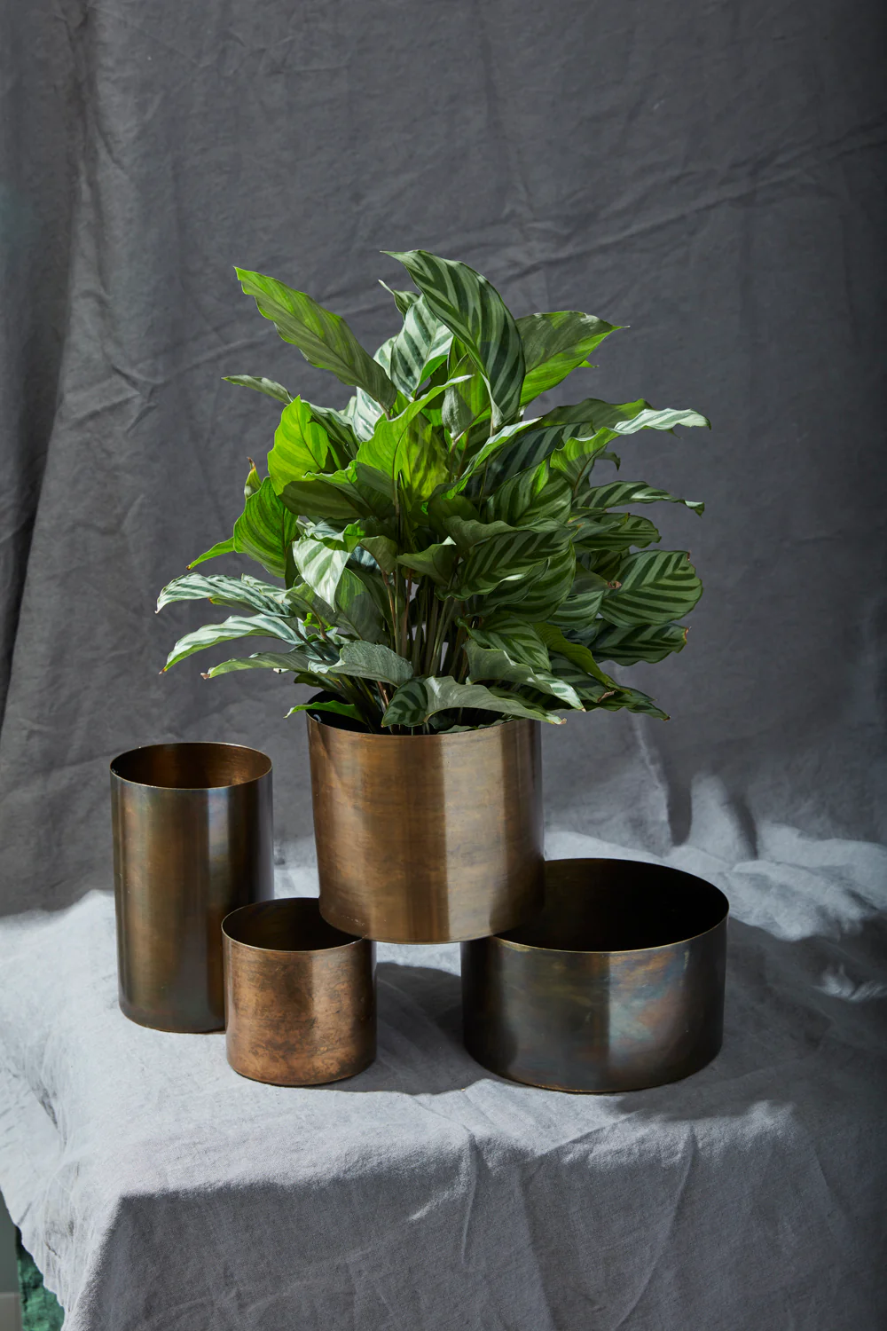 Lincoln Collection Set of 8 By Accent Decor - Image 3