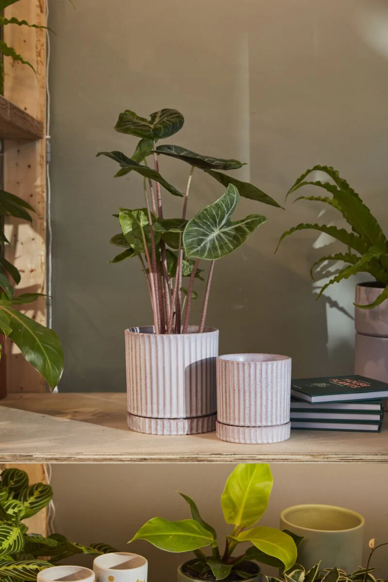 Los Feliz Pot with Saucer Set of 4 By Accent Decor - Image 7