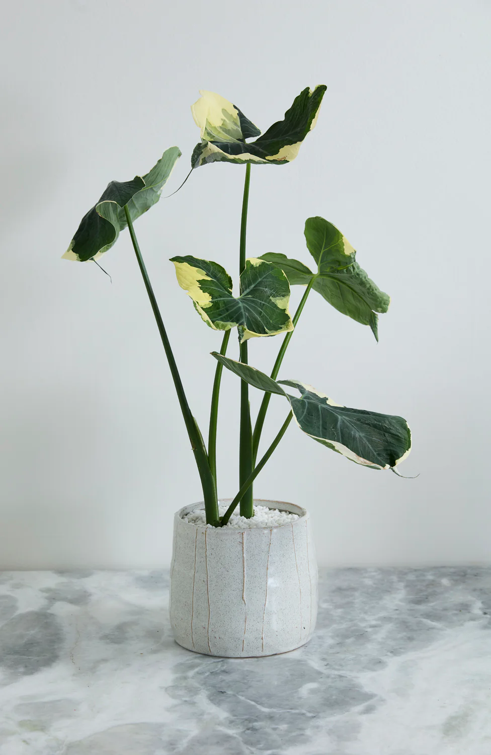Morgan Pot Set of 4 By Accent Decor - Image 10