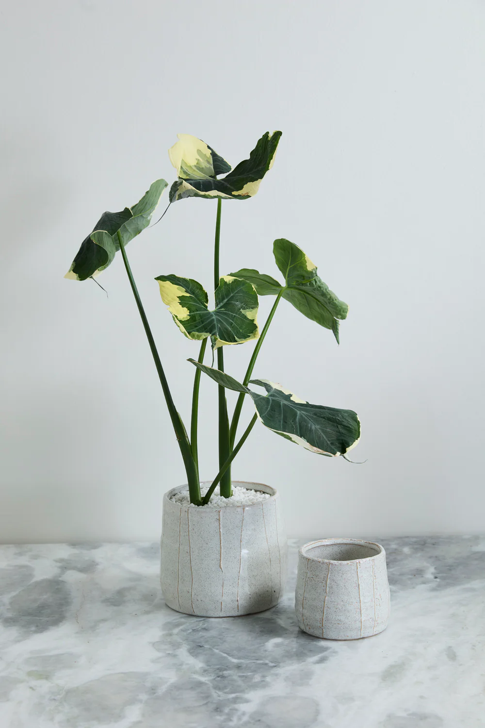 Morgan Pot Set of 4 By Accent Decor - Image 4
