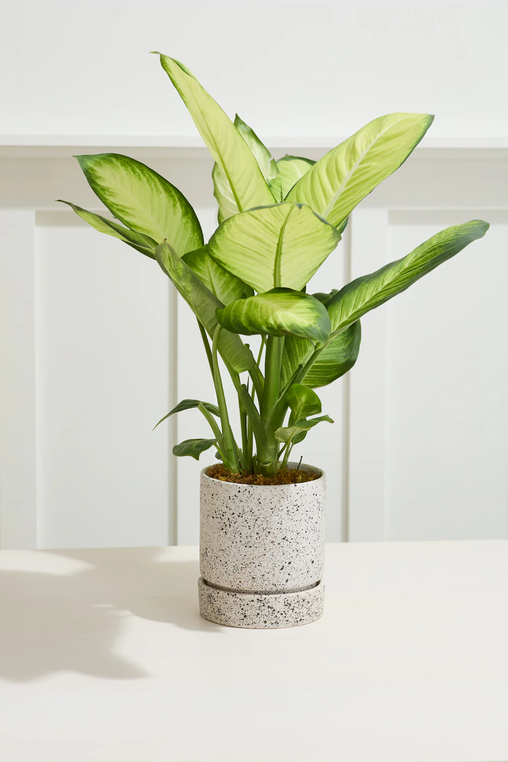 Nisha Pot Set of 4 By Accent Decor - Image 11