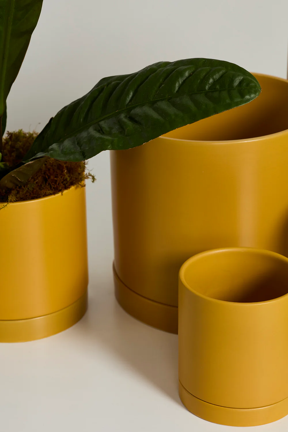 Ochre Romey Pot By Accent Decor