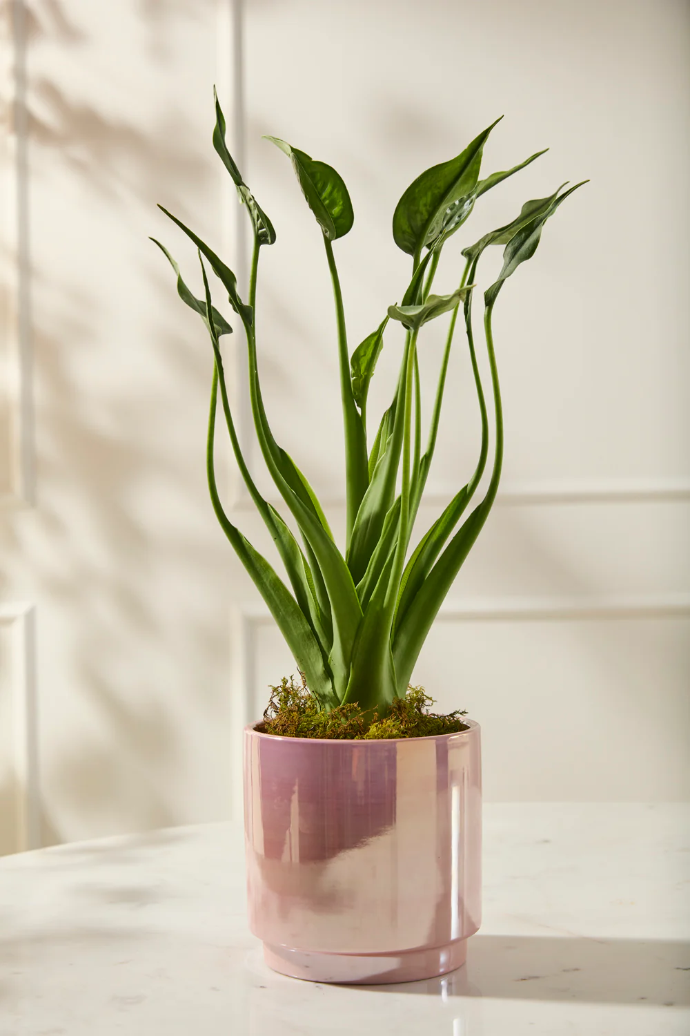 Passion Pot Set of 4 By Accent Decor - Image 11