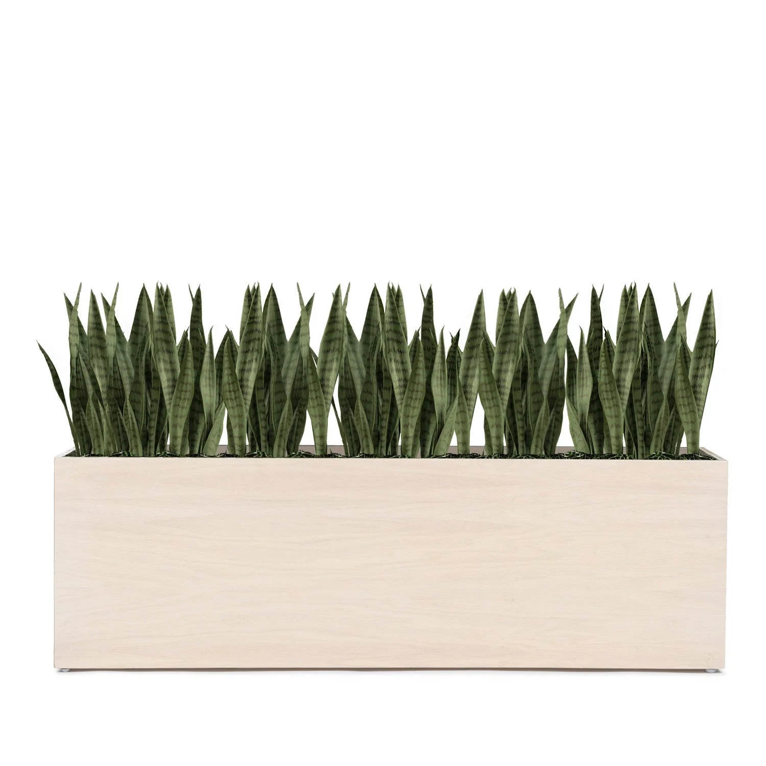 Sansevieria 29"H in Whitewash Rectangle Planter By Gold Leaf