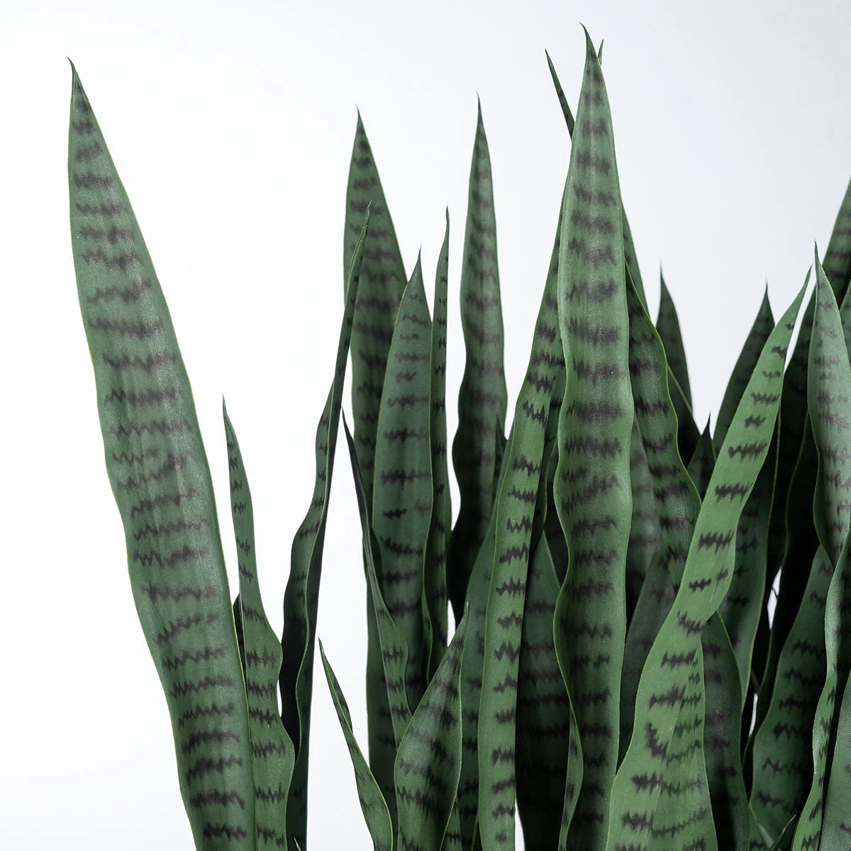 Sansevieria 29"H in Whitewash Rectangle Planter By Gold Leaf - Image 3
