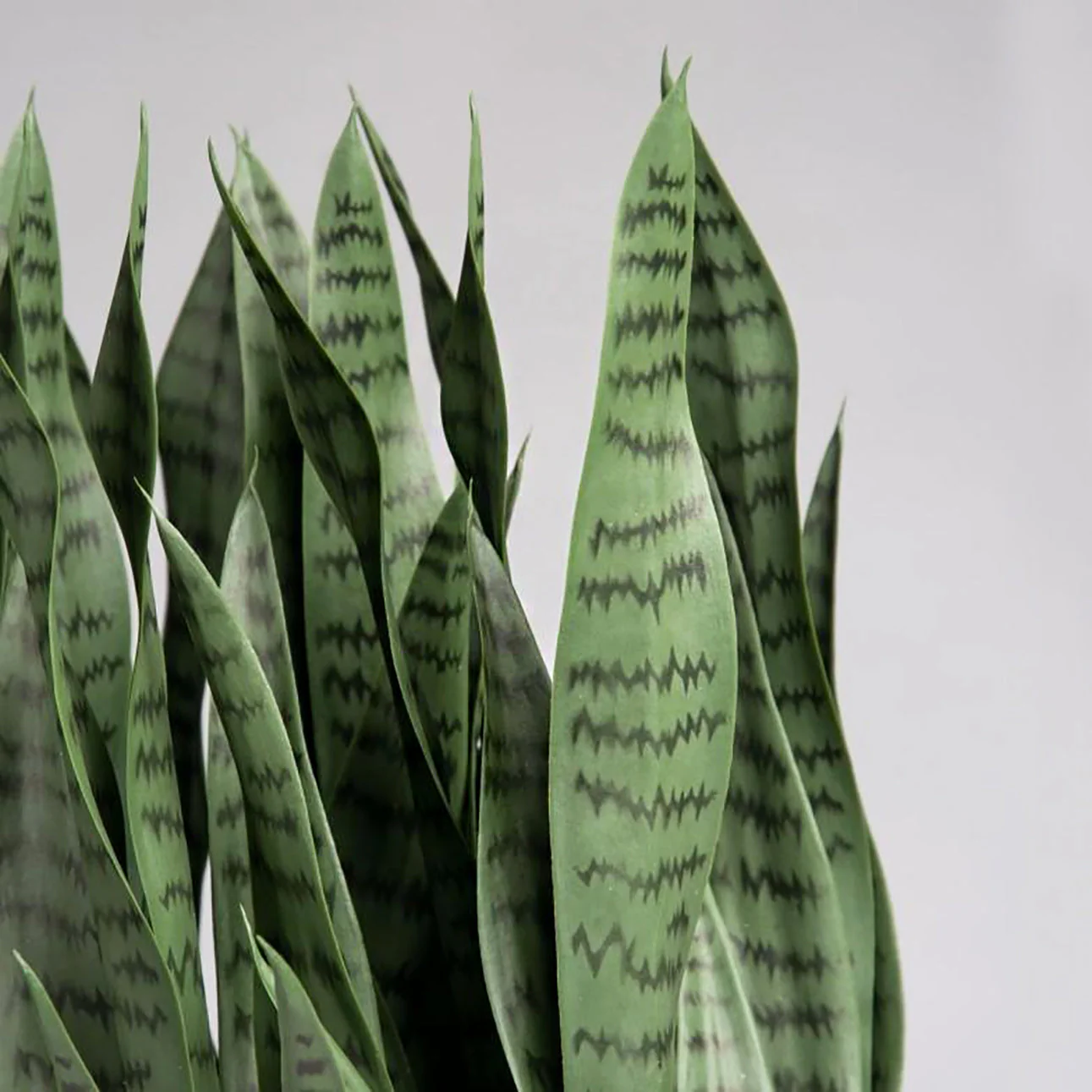 Sansevieria 29"H in Whitewash Rectangle Planter By Gold Leaf - Image 6