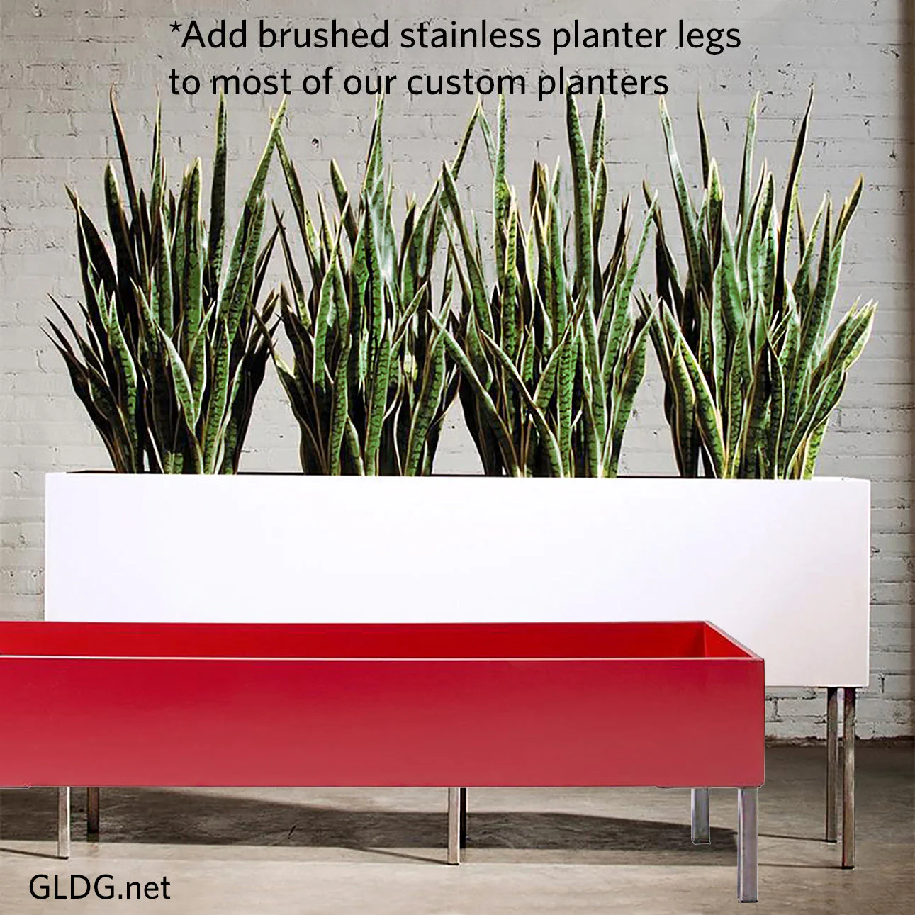 Sansevieria 29"H in Whitewash Rectangle Planter By Gold Leaf - Image 7