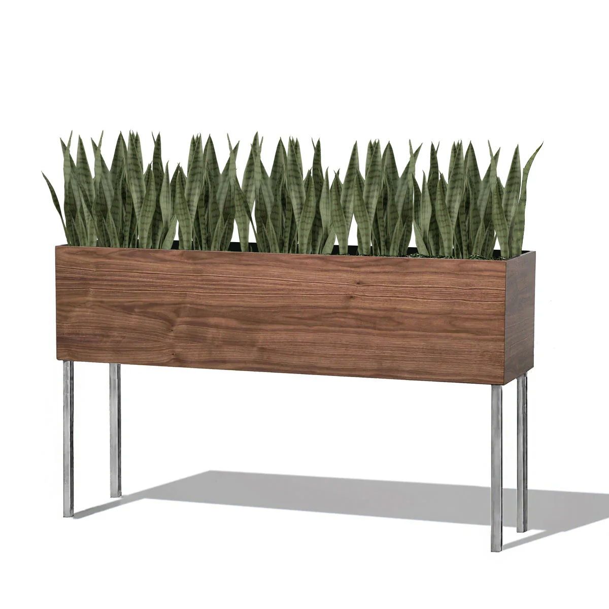 Sansevieria Green in Rectangle Planter w/ Legs By Gold Leaf
