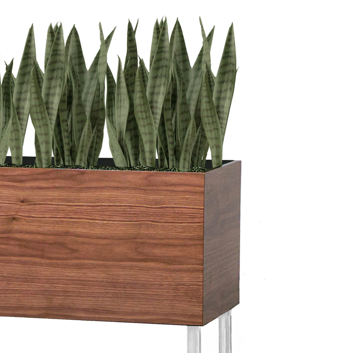 Sansevieria Green in Rectangle Planter w/ Legs By Gold Leaf - Image 2