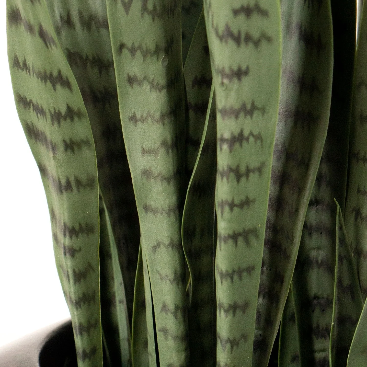 Sansevieria Green in Rectangle Planter w/ Legs By Gold Leaf - Image 4