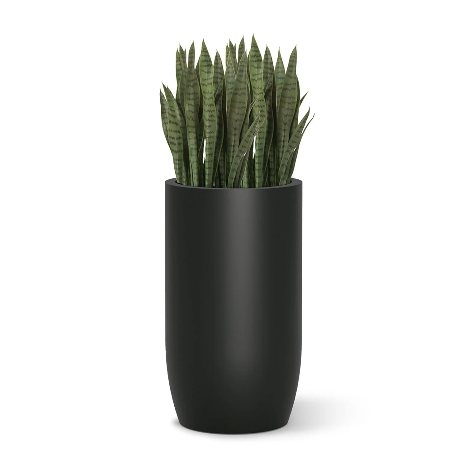 Sansevieria in Barrel Planter MD, Black Satin By Gold Leaf