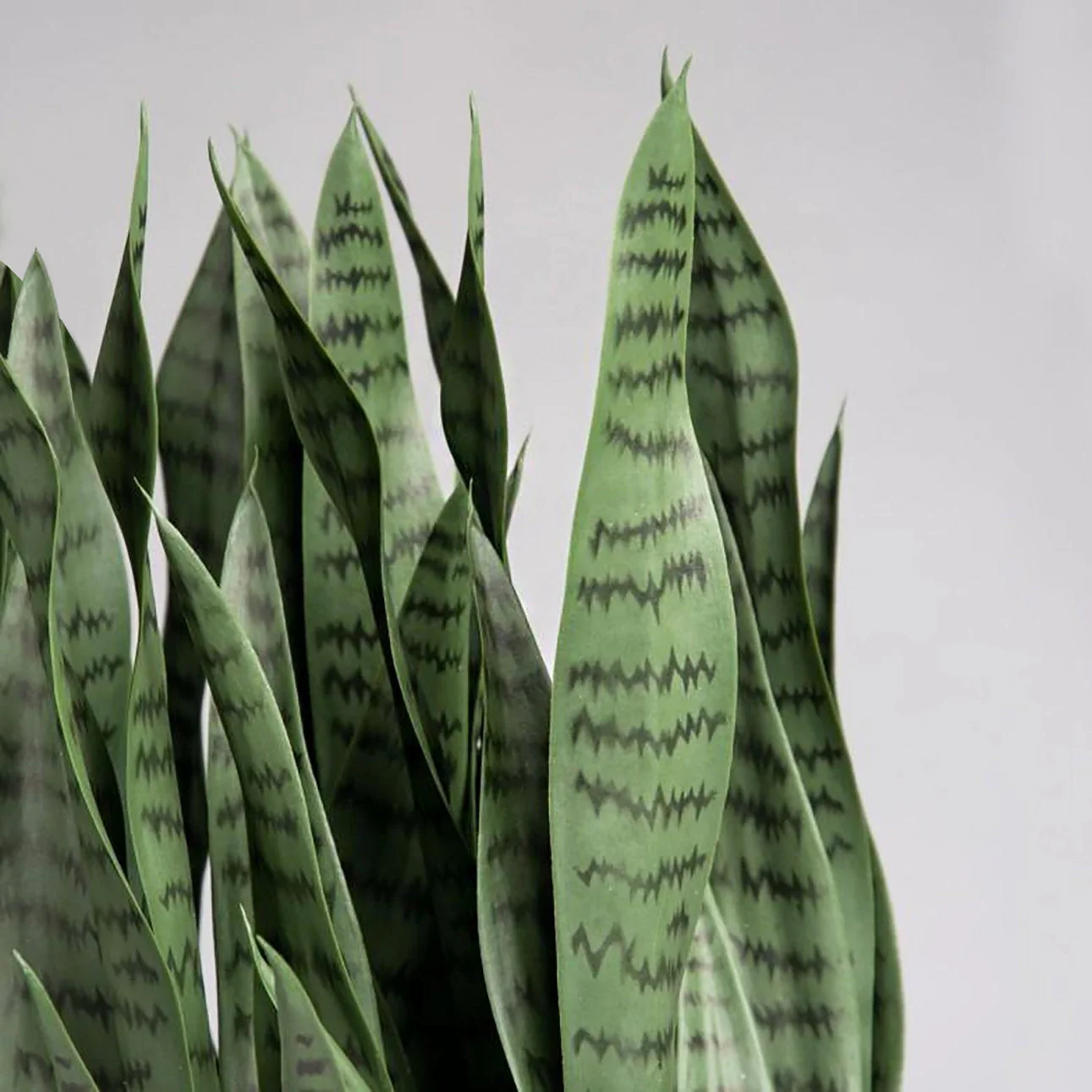 Sansevieria in Barrel Planter SM, Black Satin By Gold Leaf - Image 3