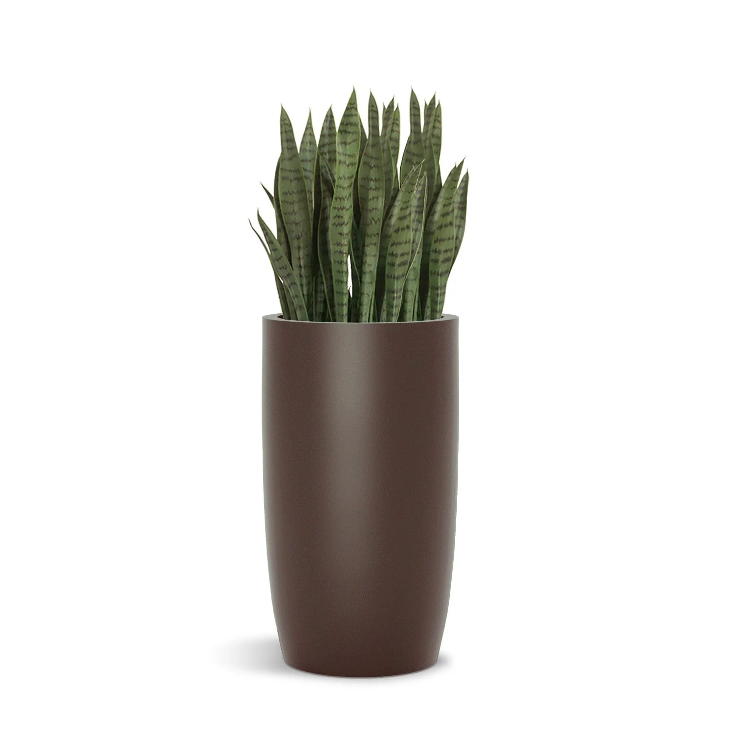Sansevieria in Barrel Planter SM, Brown DK Satin By Gold Leaf