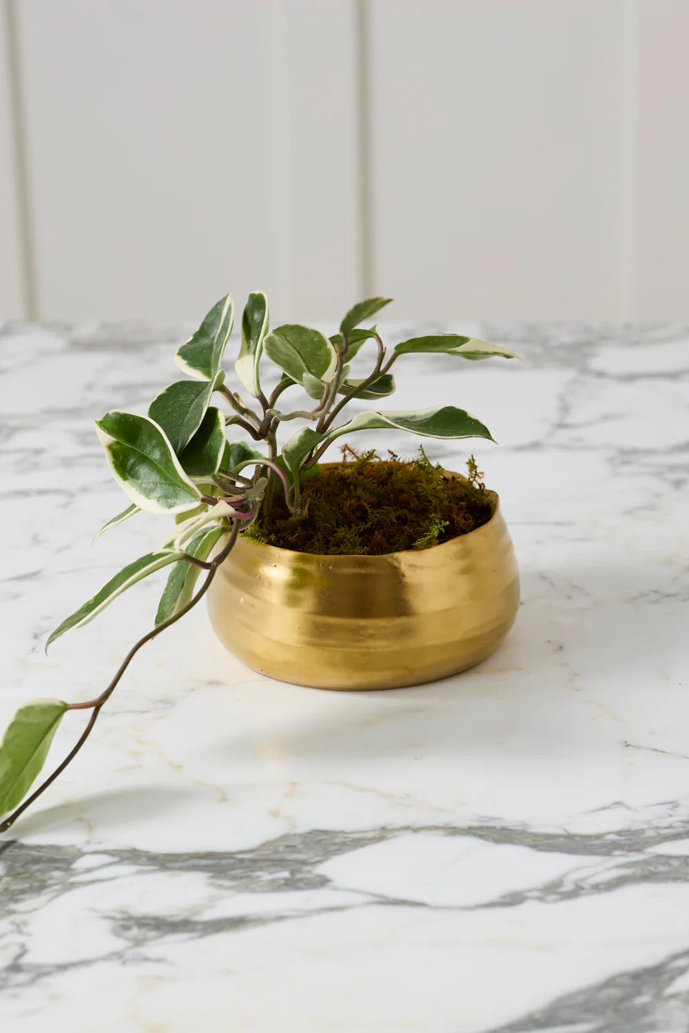 Tegan Bowl Set of 8 By Accent Decor - Image 13