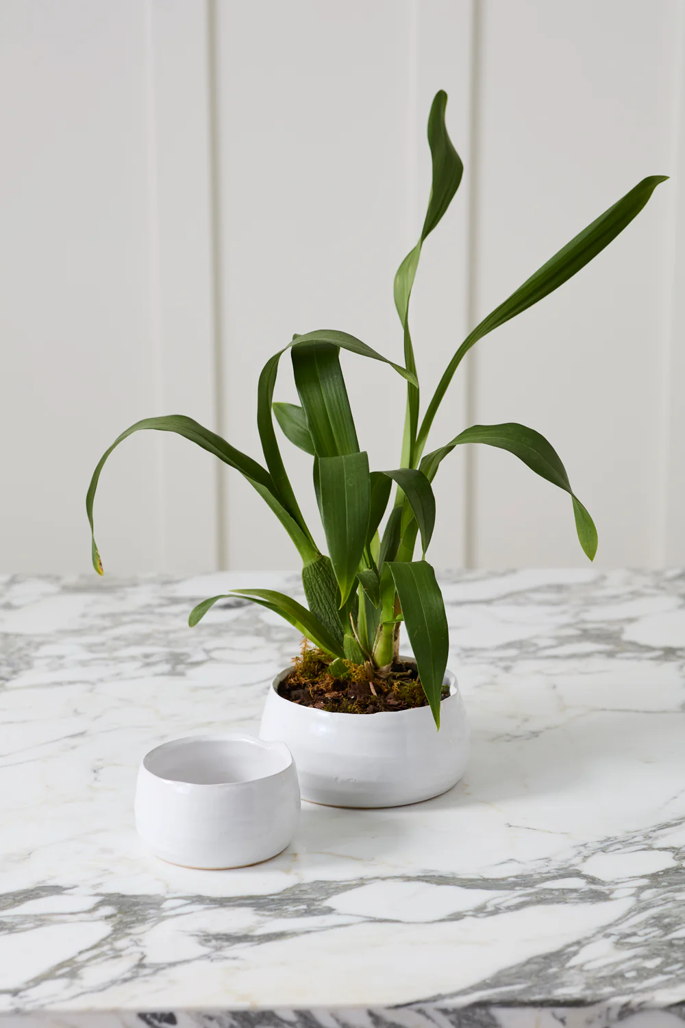 Tegan Bowl Set of 8 By Accent Decor - Image 7