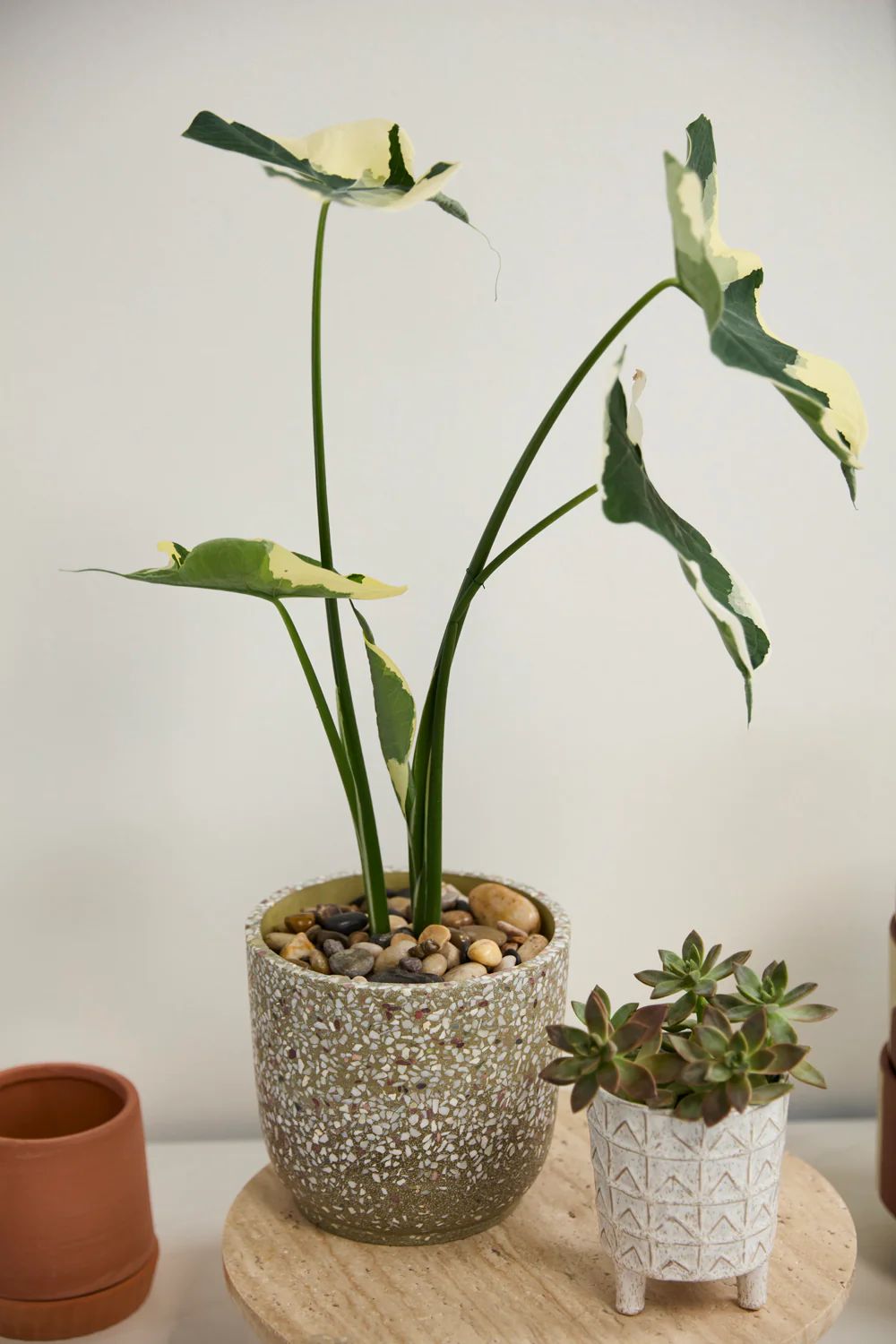 Verde Pot Set of 4 By Accent Decor - Image 6
