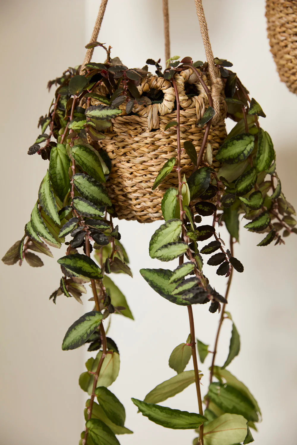 Verse Hanging Basket Set of 4 By Accent Decor - Image 9