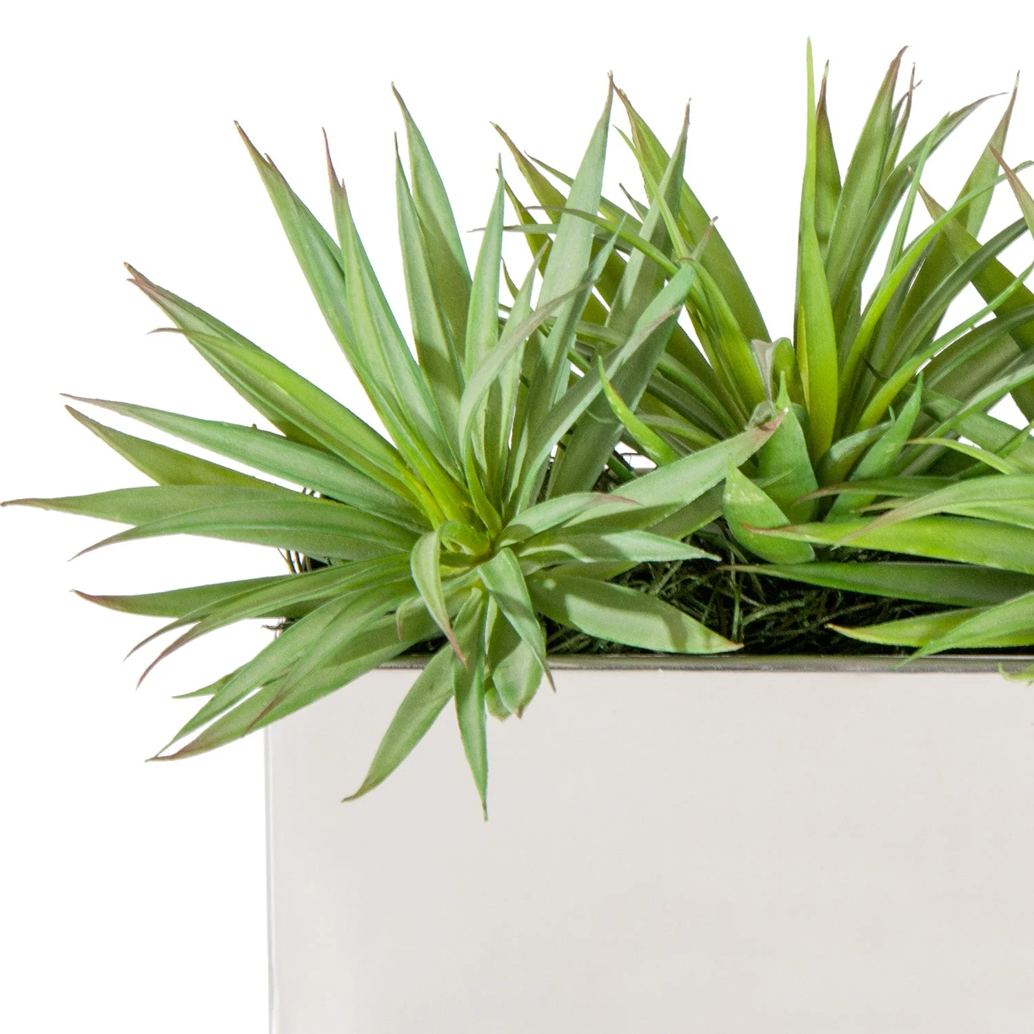 Yucca Mini 1 in Stainless Table Planter By Gold Leaf - Image 3
