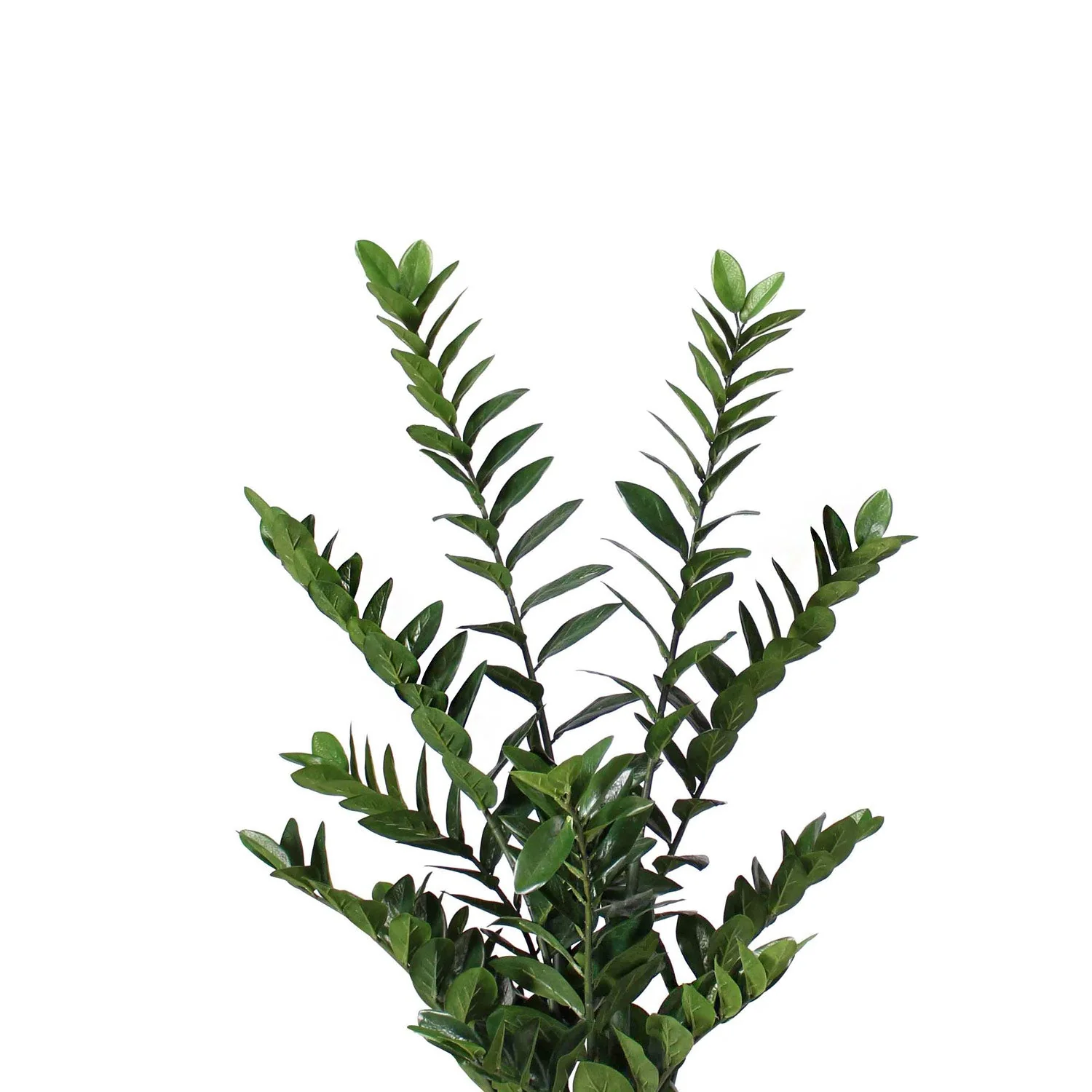 ZZ Plant in Barrel Planter SM, White Satin By Gold Leaf - Image 4